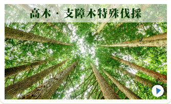 特殊伐採